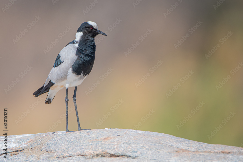 Black Smith Lapwing Black Smith Lapwing