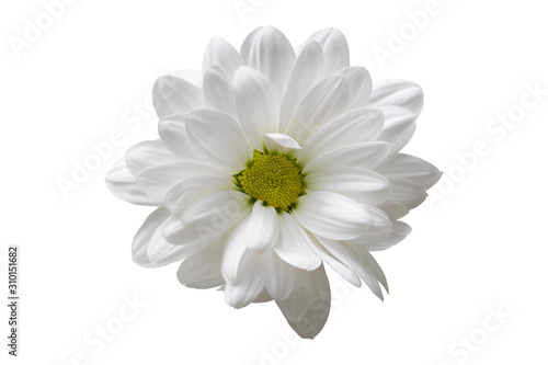white chrysanthemum flower closeup no background