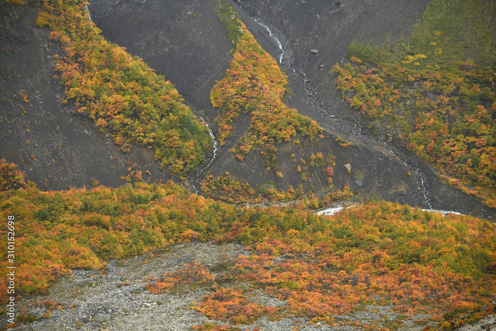 Autumn color in Torres del Paine National Park, Chile
