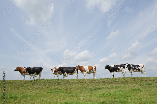 Cows © A