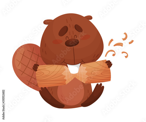 Funny Beaver Gnawing Log with His Front Teeth Vector Illustration