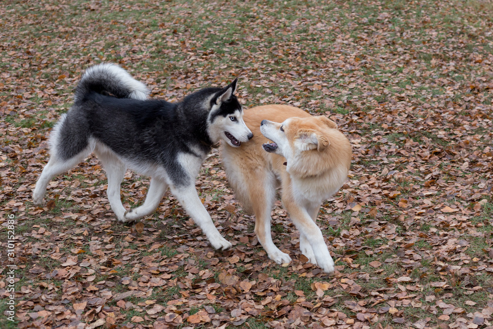 Siberian husky and akita inu puppy are playing in the autumn park. Pet animals.