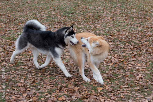 Siberian husky and akita inu puppy are playing in the autumn park. Pet animals.