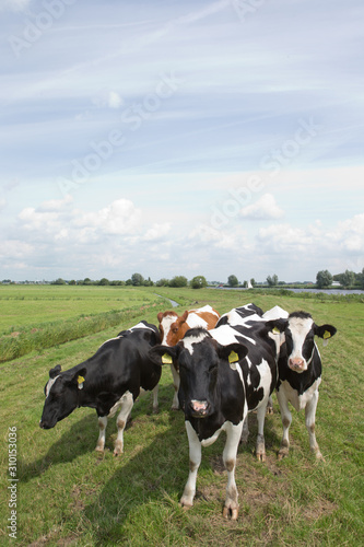 Cows in meadow. Transport of a superyacht on the river on pontoon. Shipbuilding. 