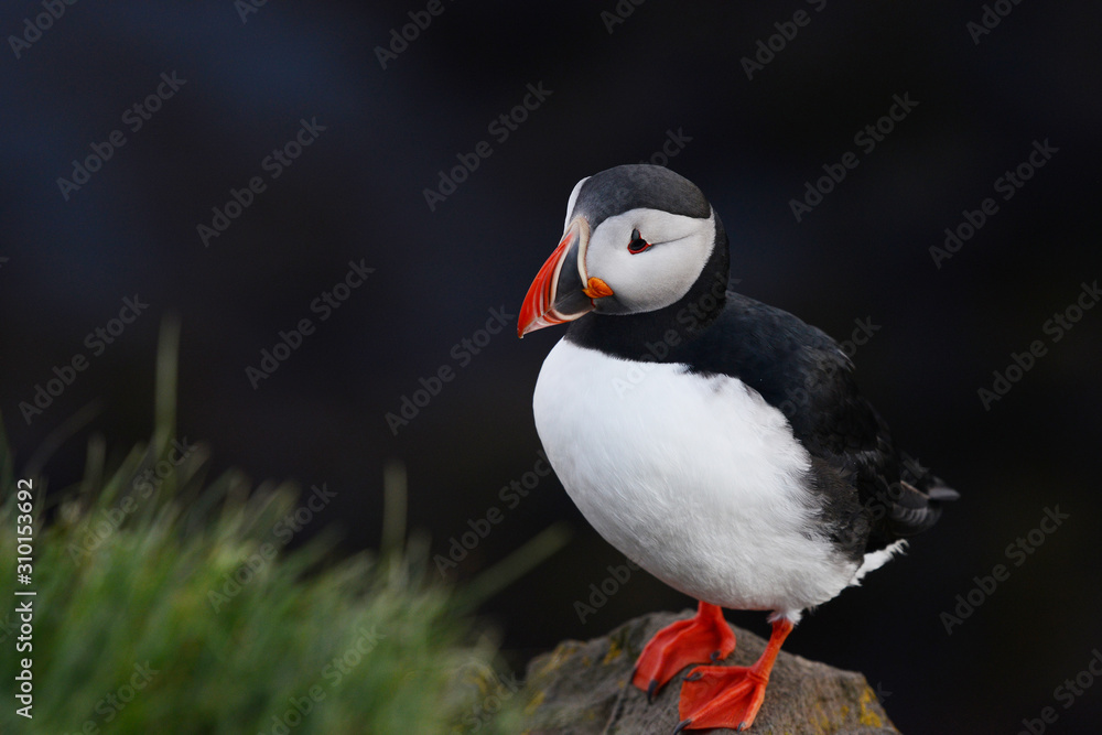 Naklejka premium Puffin from Iceland