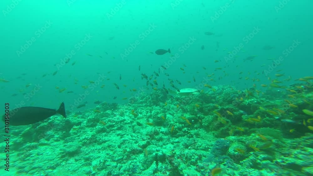 DIving - Buceo - Nurkowanie DIving - Buceo - Nurkowanie