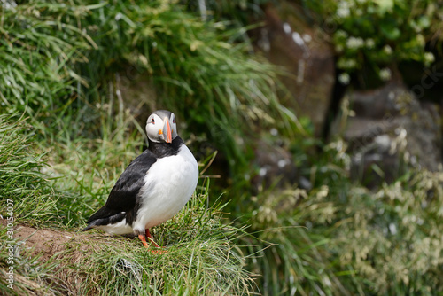 Puffin from Iceland