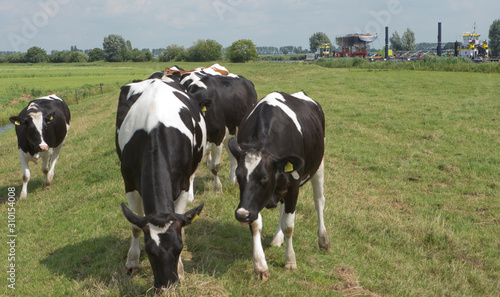 Cows in meadow. Transport of a superyacht on the river on pontoon. Shipbuilding. 