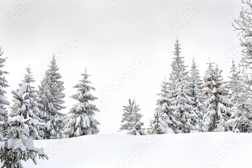 Winter landscape of fir forest in snow. Carpathian mountains