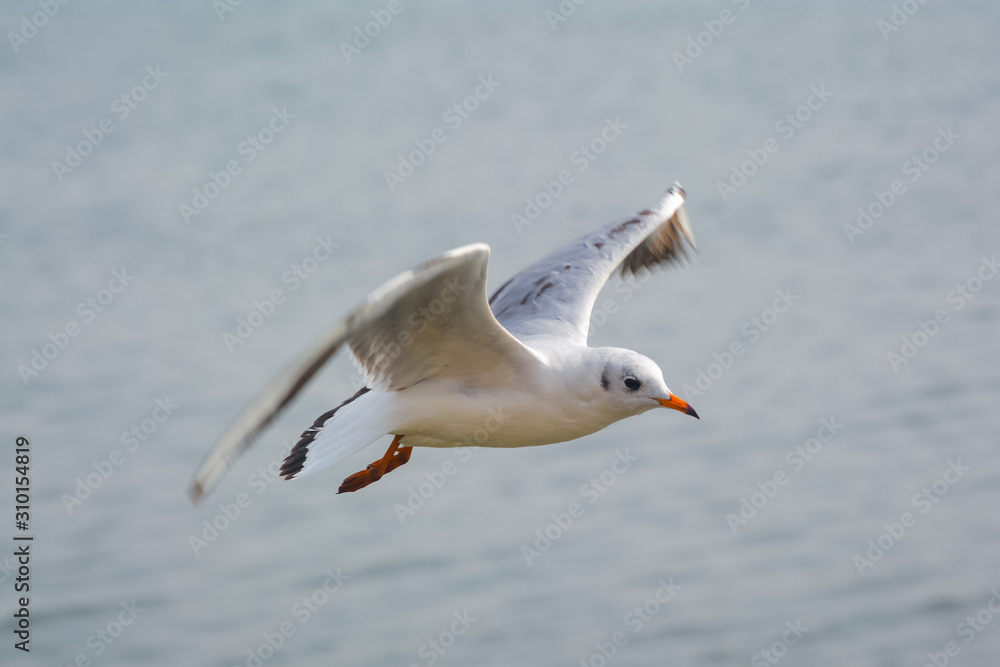 A Bird Of Seagull Flying Over Ocean. A Bird Of Seagull Flying Over Ocean.