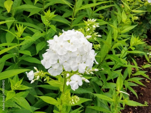 flowers in the garden