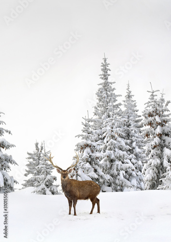 Winter landscape with sika deers ( Cervus nippon, spotted deer ) walking in the snow in fir forest and glade