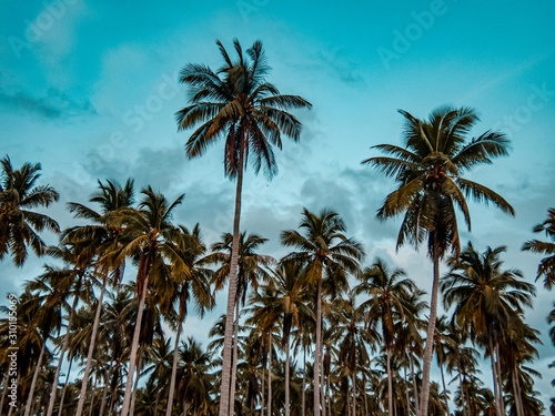 Beautiful coconut tree plantation and a clear blue sky in a tropical island of Siquijor, Philippines.