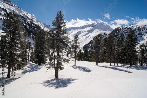Swiss pines (Pinus cembra) forest and landscape in Kaunertal, Tyrol, in the Austrian Alps. © Calin
