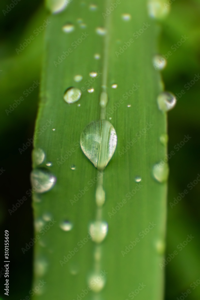 drops along grass stripe drops along grass stripe
