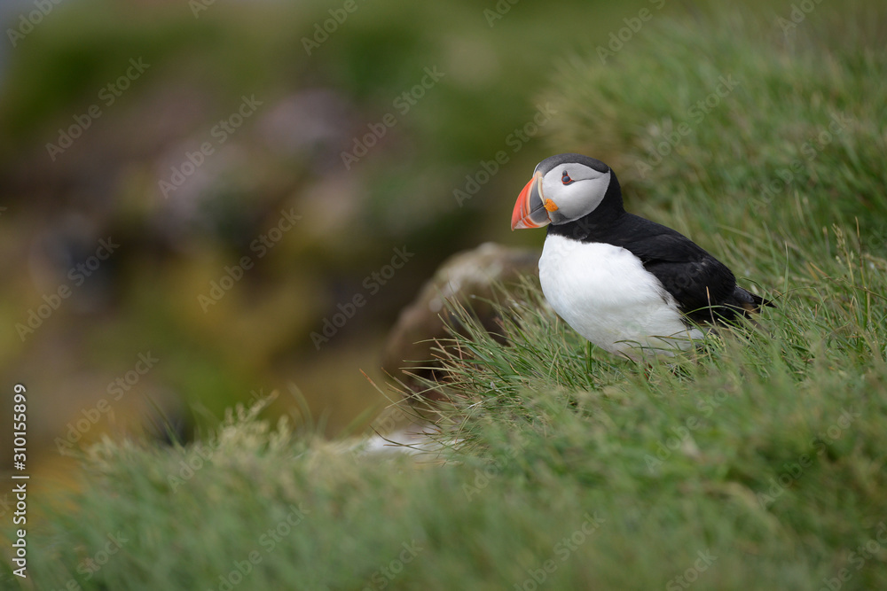 Puffin from Iceland Puffin from Iceland
