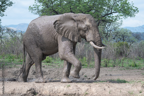 Elephant