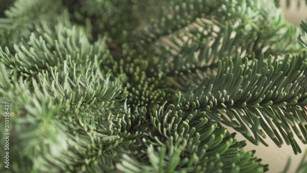 Fresh spruce tree branch with green needles close-up. Camera track. Christmas decorations for the holiday Fresh spruce tree branch with green needles close-up. Camera track. Christmas decorations for the holiday