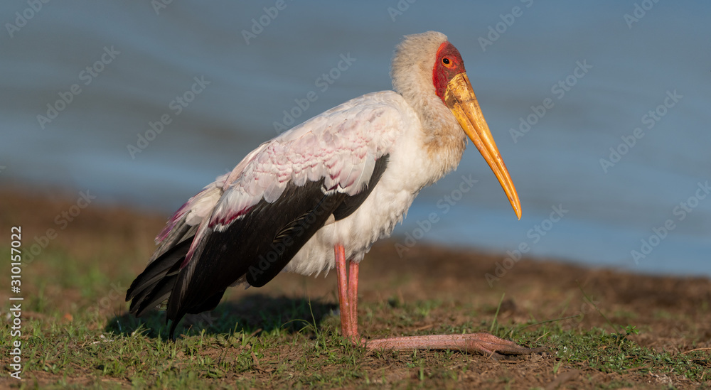 Fototapeta premium Yellow Billed Stork