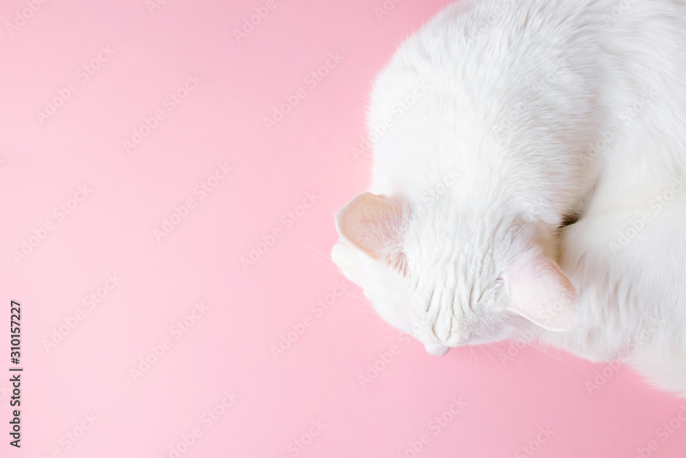 White cat lies on a pastel pink background. View from above. Pet care concept. Copyspace, minimalism. Banner for zoo themes.
