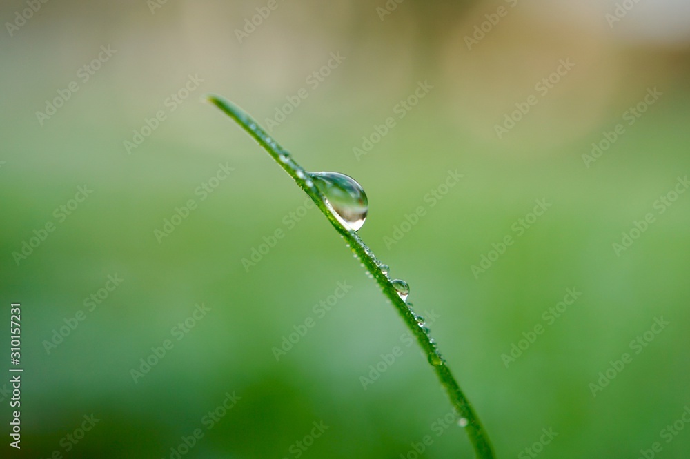 raindrop on the green grass in the nature, rainy days in autumn season, green background raindrop on the green grass in the nature, rainy days in autumn season, green background