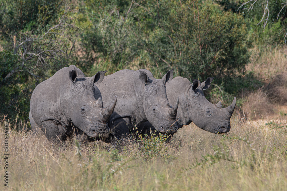 Fototapeta premium White Rhino