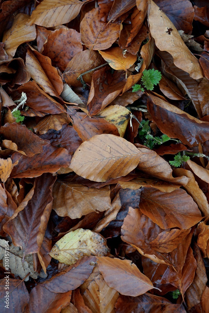 dry and brown leaves on the ground in autumn season, autumn colors in the nature dry and brown leaves on the ground in autumn season, autumn colors in the nature