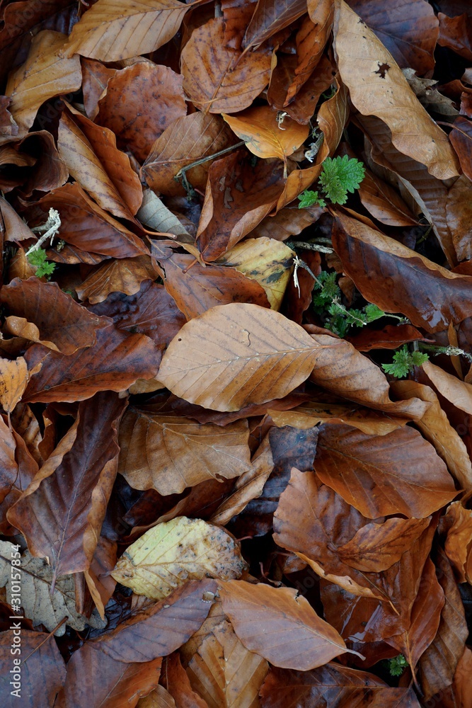 dry and brown leaves on the ground in autumn season, autumn colors in the nature