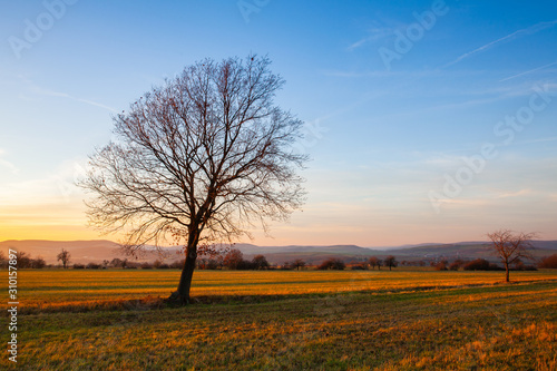 Lonely tree on the autumn field at sunset.