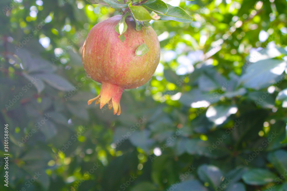 pomegranate on branch pomegranate on branch
