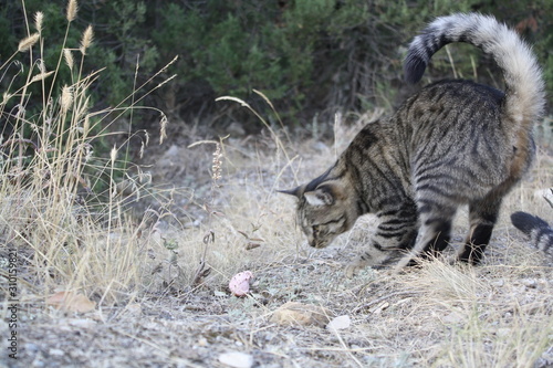 cat on grass