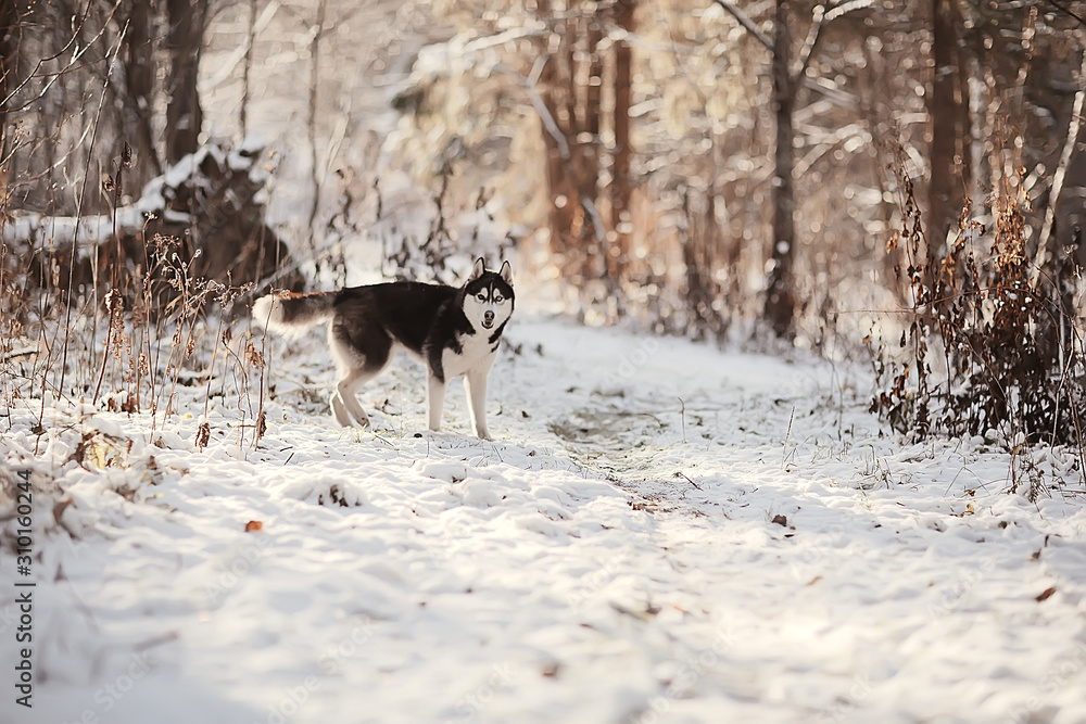 winter husky portrait on a walk, beautiful dog in nature, friendship, pet winter husky portrait on a walk, beautiful dog in nature, friendship, pet