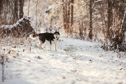 winter husky portrait on a walk, beautiful dog in nature, friendship, pet