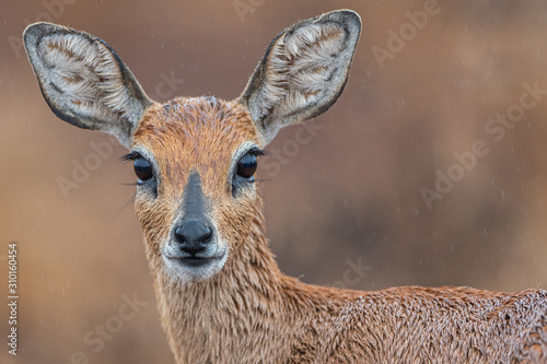 Steenbok profile photo
