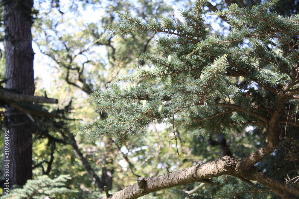 branches of a tree branches of a tree