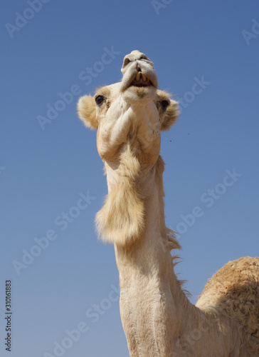 closeup of a camel in the desert safari with blue sky.