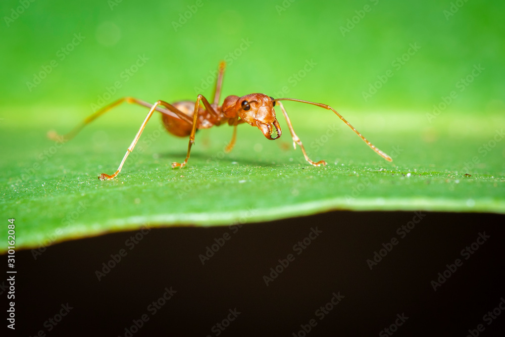 Image of red ant(Oecophylla smaragdina) on the green leaf. Insect. Animal Image of red ant(Oecophylla smaragdina) on the green leaf. Insect. Animal