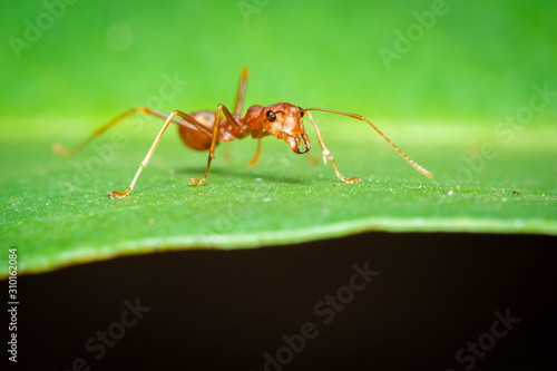 Image of red ant(Oecophylla smaragdina) on the green leaf. Insect. Animal