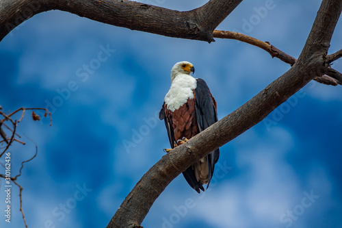 American fish eagle over branch looking to the right under cloudy sky