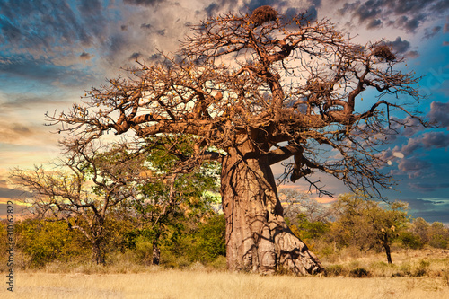 Bild auf Leinwand Old baobab tree