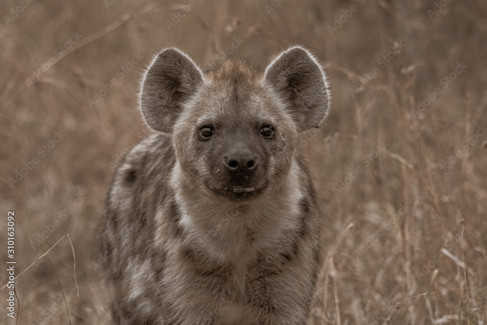 Spotted Hyena profile