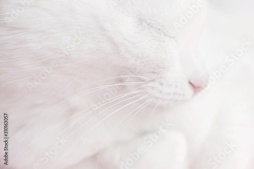 The face of a white cat close-up. Very bright tender photo. Pet care concept. Copyspace, minimalism. Banner for zoo themes.