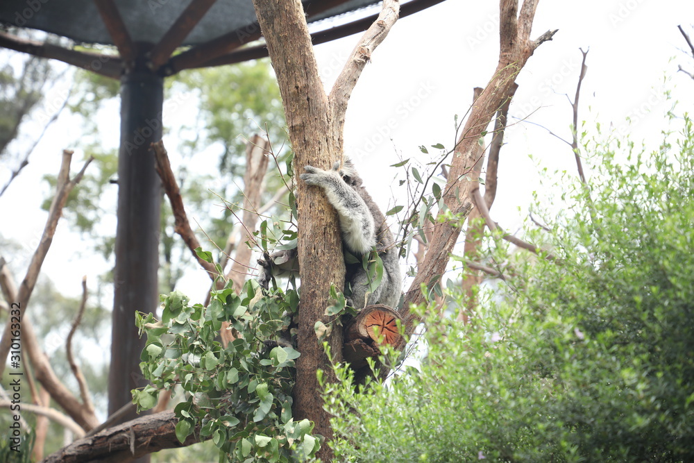 Koala Sitting in a Tree Koala Sitting in a Tree