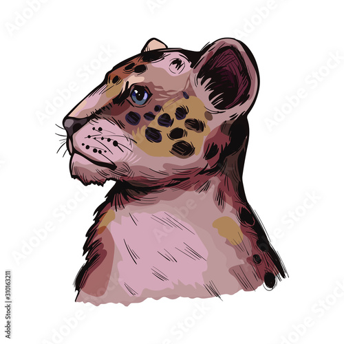 Liger hybrid offspring of lion and tiger, vector baby tabby portrait closeup isolated sketch. Animal hand drawn illustration. Fauna of India, carnivora family. Asian breed carnivorous vector drawing