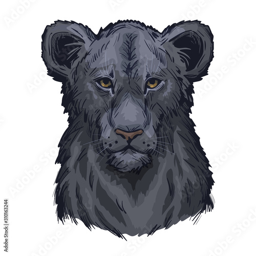 Panthera leo vector baby tabby portrait in closeup. Mammal with black furry coat feline animal. Predator from wild environment drawing with text brush. Carnivore creature hand drawn, art illustration