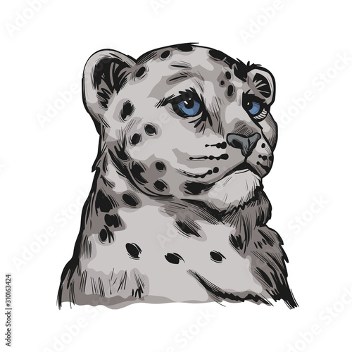 Fotografie, Obraz Snow leopard baby tabby portrait in close up isolated sketch