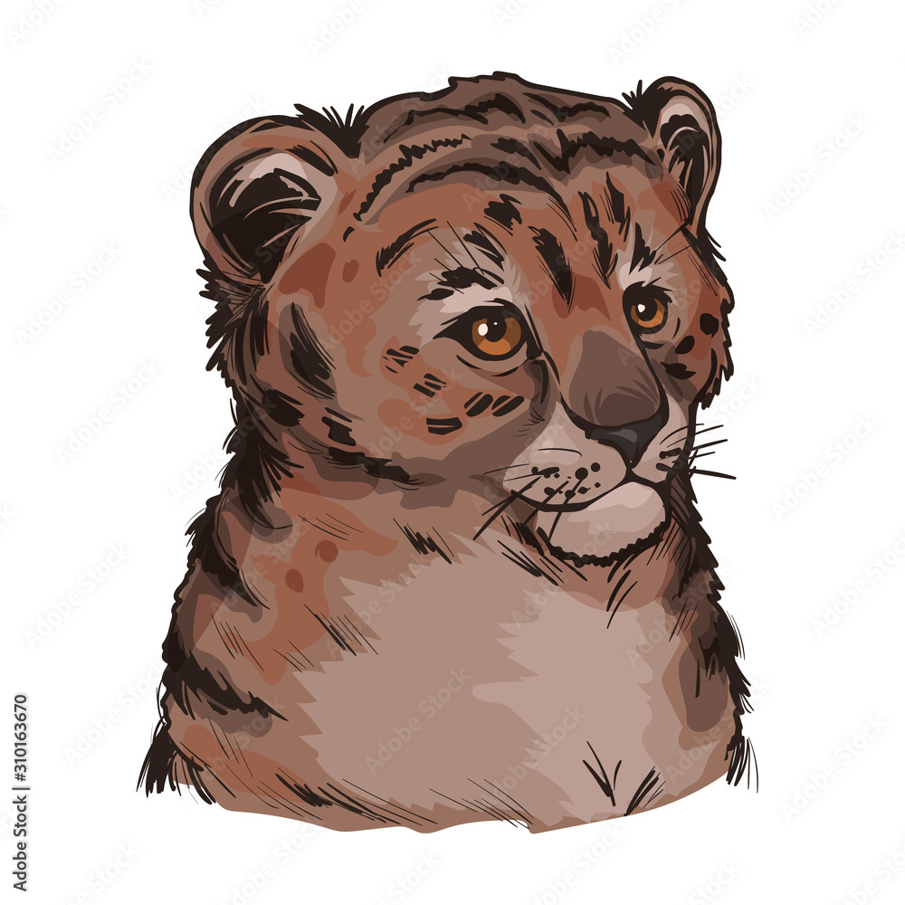 Tigon baby tabby animal vector portrait in closeup isolated sketch. Animalistic drawing of tigon hybrid. Wild cat of feline predator with furry coat. Felidae hunter carnivore hand drawn illustration. Stock Illustration | Tigon baby tabby animal vector portrait in closeup isolated sketch. Animalistic drawing of tigon hybrid. Wild cat of feline predator with furry coat. Felidae hunter carnivore hand drawn illustration. Stock Illustration |
