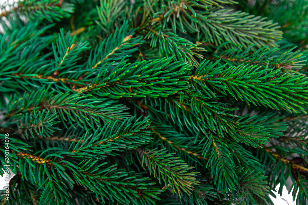 Christmas tree branches closeup. Coniferous tree, texture, background.