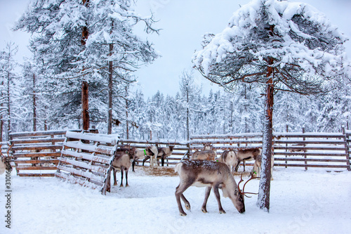 Fototapeta Naklejka Na Ścianę i Meble -  Reindeer in a winter forest in Finnish Lapland