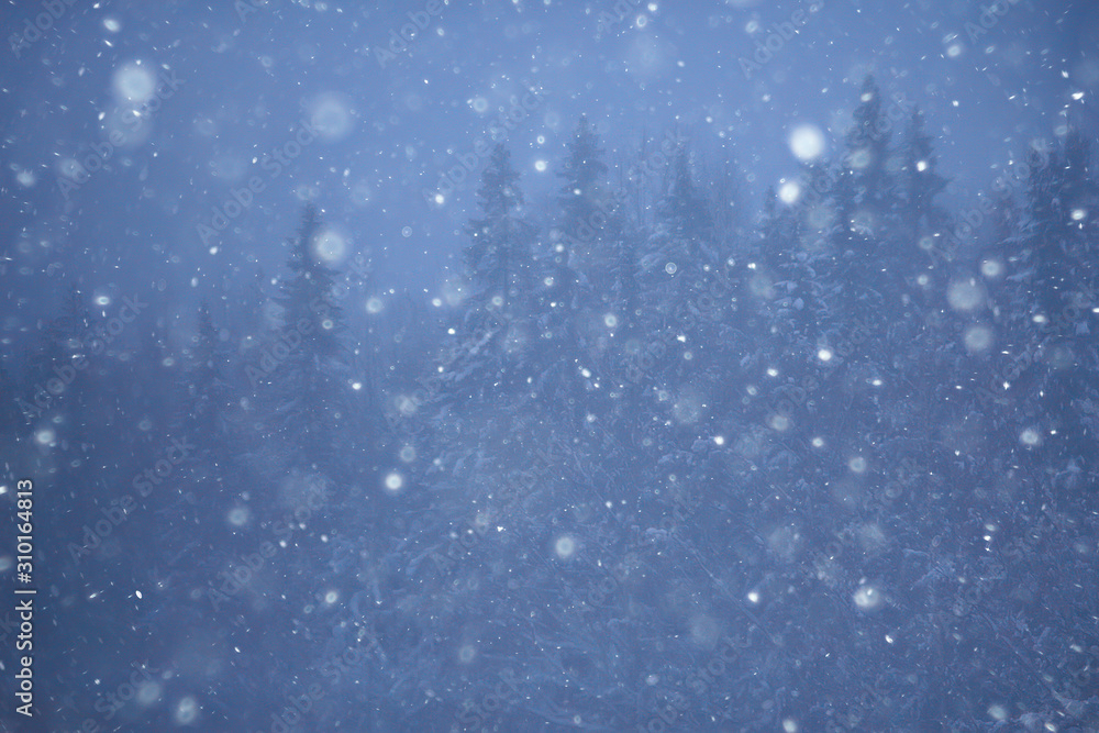 Obraz premium snow fog landscape snowfall / winter landscape cold seasonal weather, nature in winter form, foggy outside